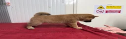 Shiba Inu cani in vendita: Shiba inu - Annuncio 4