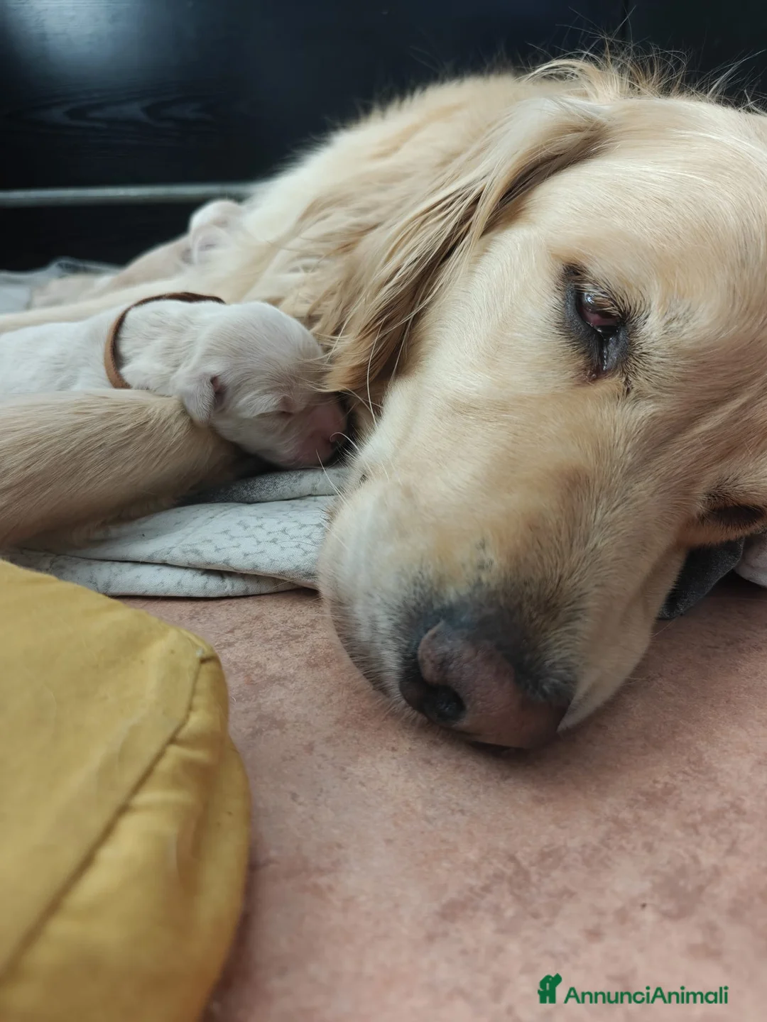Golden Retriever cani in vendita: Cuccioli golden retriever  - Annuncio 4