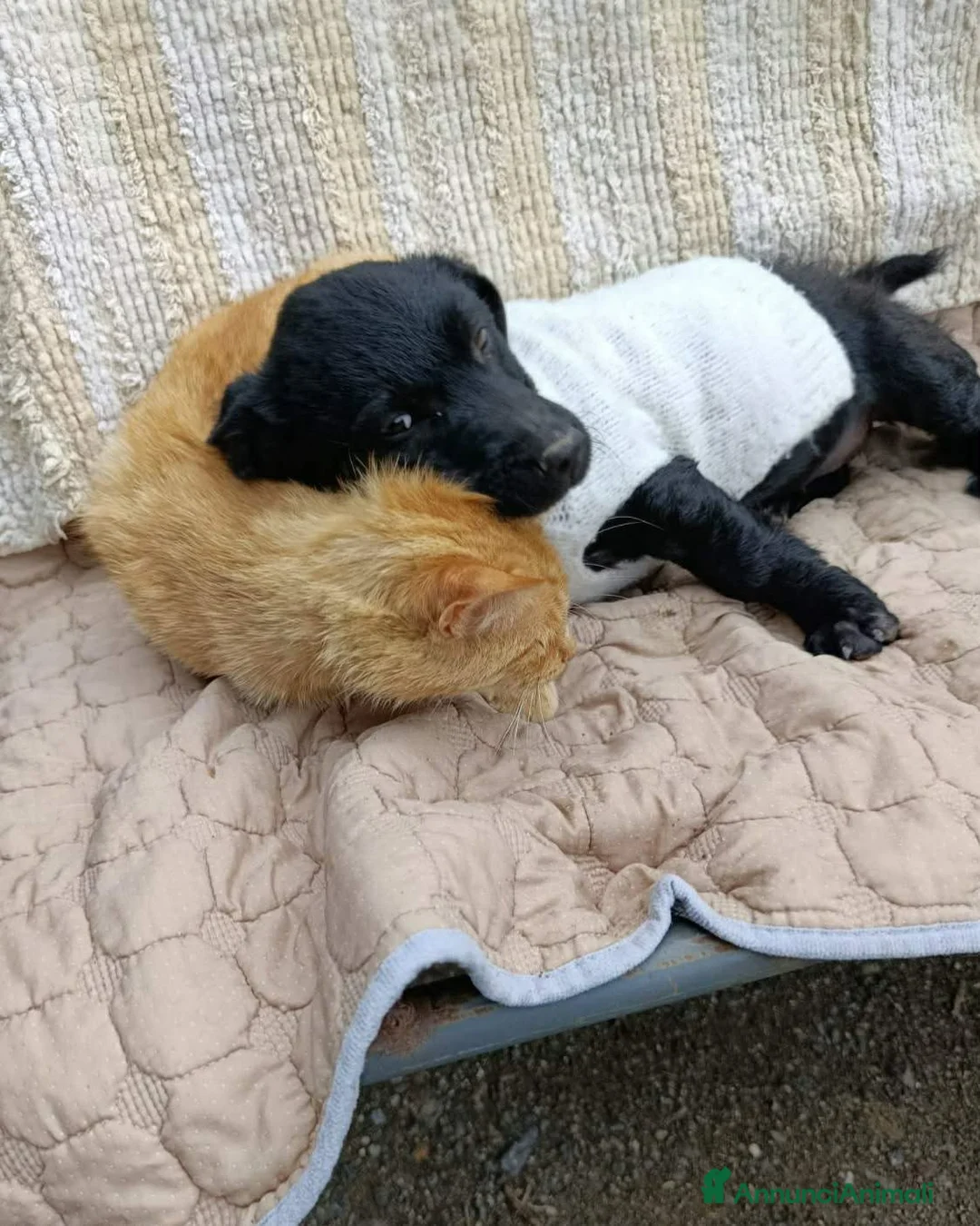 Meticcio cani in regalo: MIA, cucciola di TG MEDIO-PICCOLA super peperina! - Annuncio 2