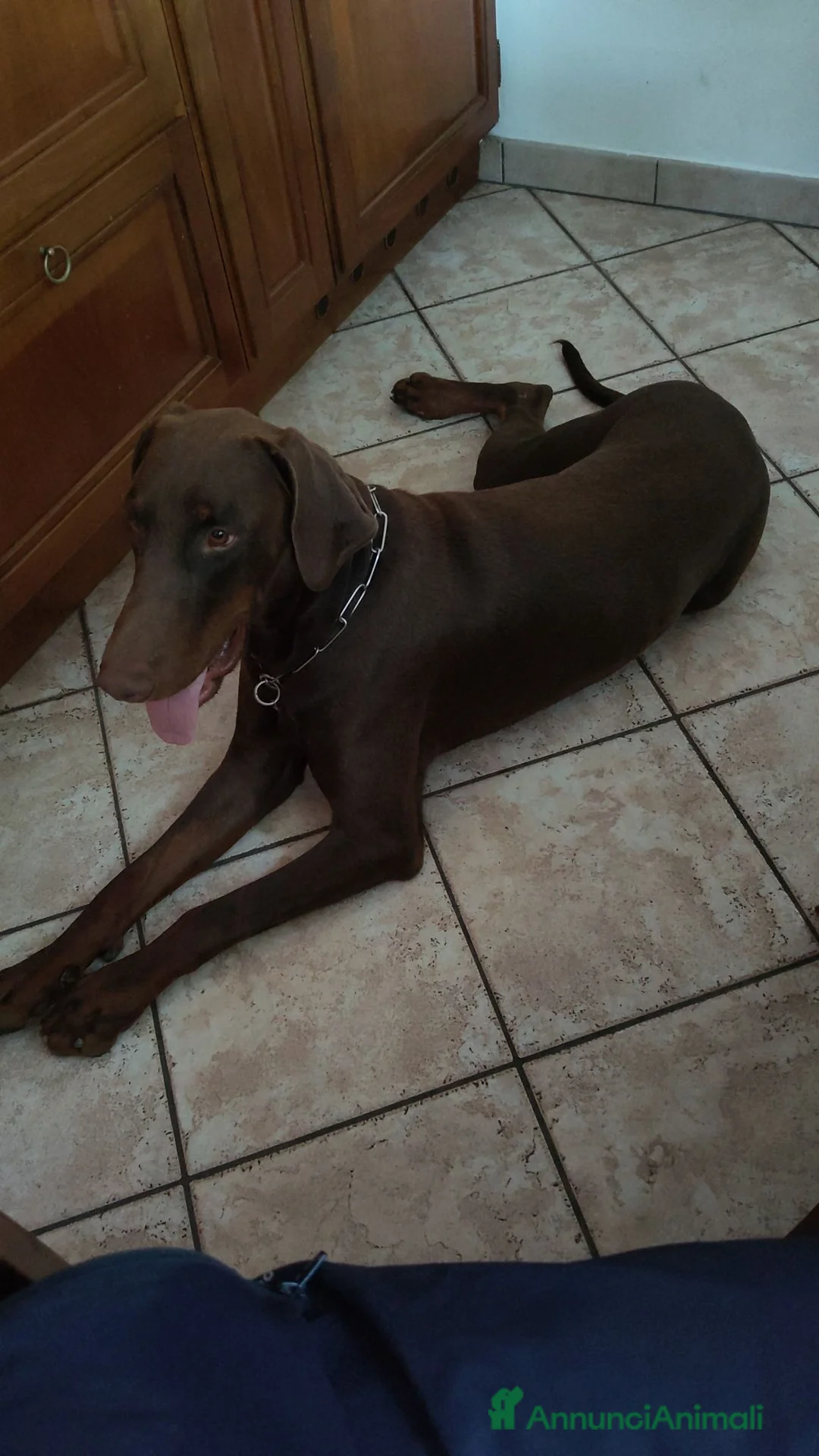 Dobermann cani in vendita: Dobermann maschio marrone fiammato a Provincia di Lecco - Annuncio 21