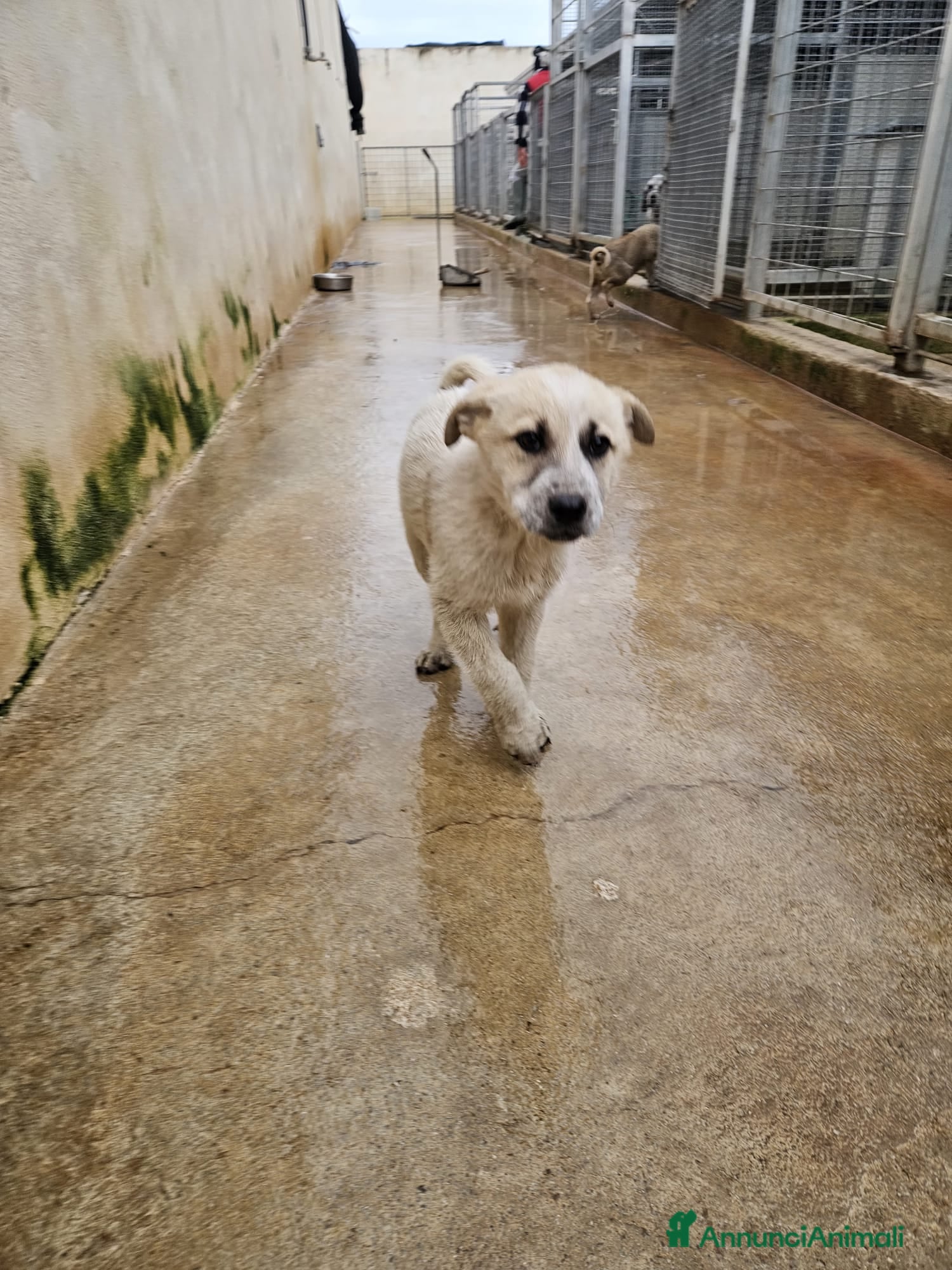 Meticcio cani Roseto: 2 mesi taglia media - Annuncio 2