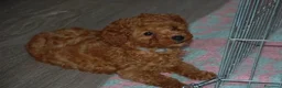Barboncino Toy cani in vendita: Barboncino Toy rosso  a Città Metropolitana di Venezia - Annuncio 5