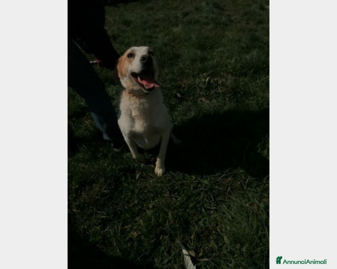 Meticcio cani in regalo: LALO, argento vivo misto a dolcezza  a Latina - Annuncio 5