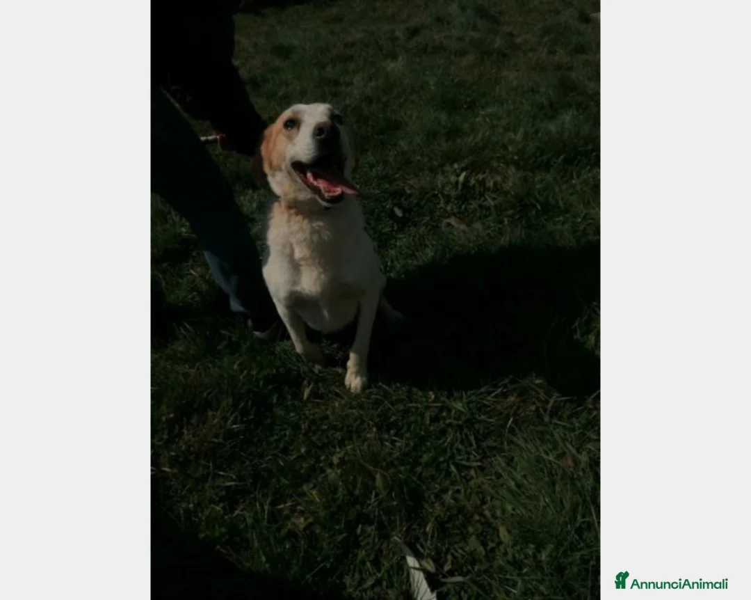 Meticcio cani in regalo: LALO, argento vivo misto a dolcezza  a Latina - Annuncio 5