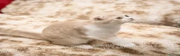 Scottish gatti in vendita: Maschietti Scottish Fold - Annuncio 12