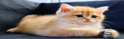 British gatti in vendita: Gattini BRITISH GOLDEN SHORTHAIR  - Annuncio 3