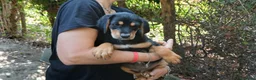 Meticcio cani in regalo: LO SPLENDIDO MALCOM HA BISOGNO DI TE, IN ADOZIONE - Annuncio 3