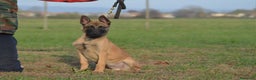 Pastore Belga cani in vendita: Cucciolo maschio malinois  - Annuncio 3