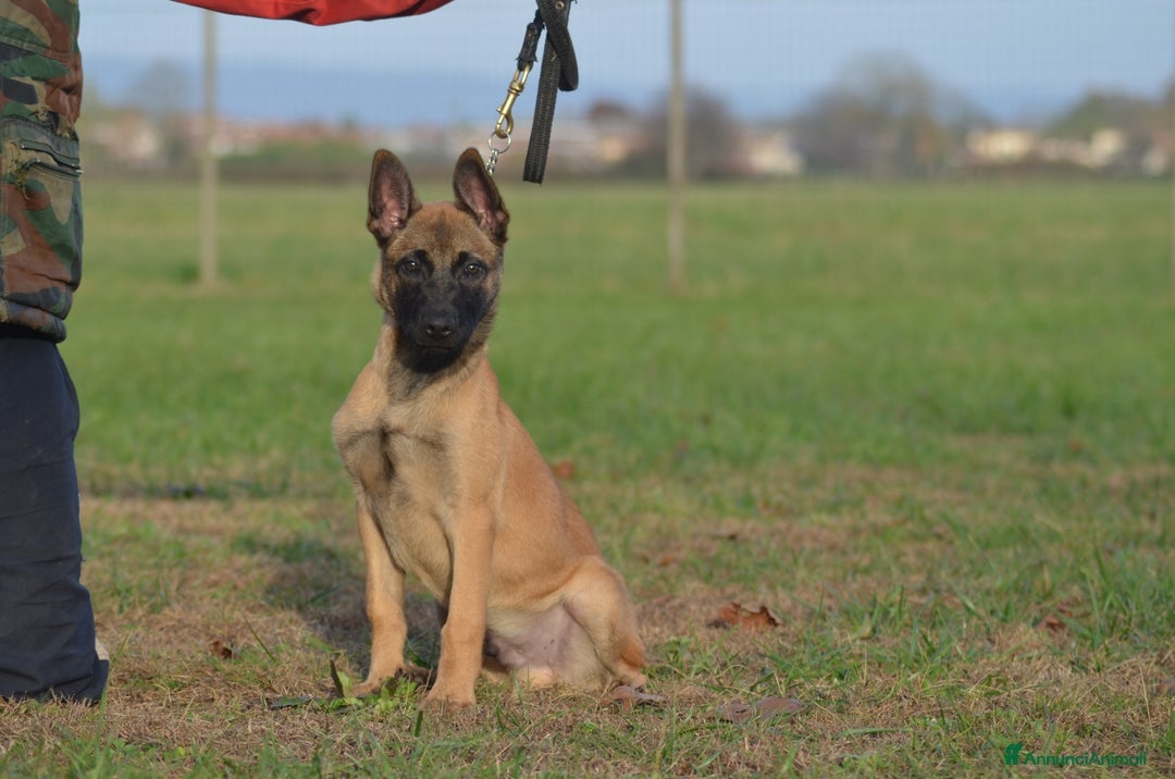 Pastore Belga cani in vendita: Cucciolo maschio malinois  - Annuncio 3