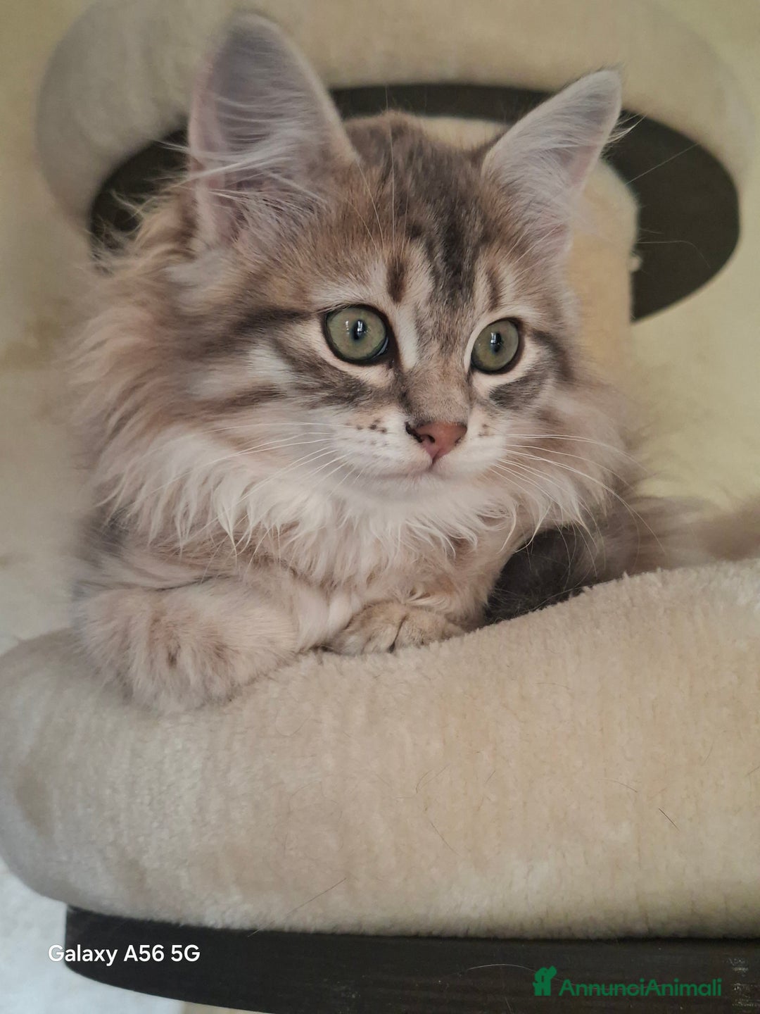 Siberiano gatti in vendita: Cuccioli gatto siberiano - Annuncio 1