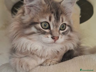 Siberiano gatti Cuccioli gatto siberiano - Annuncio 8