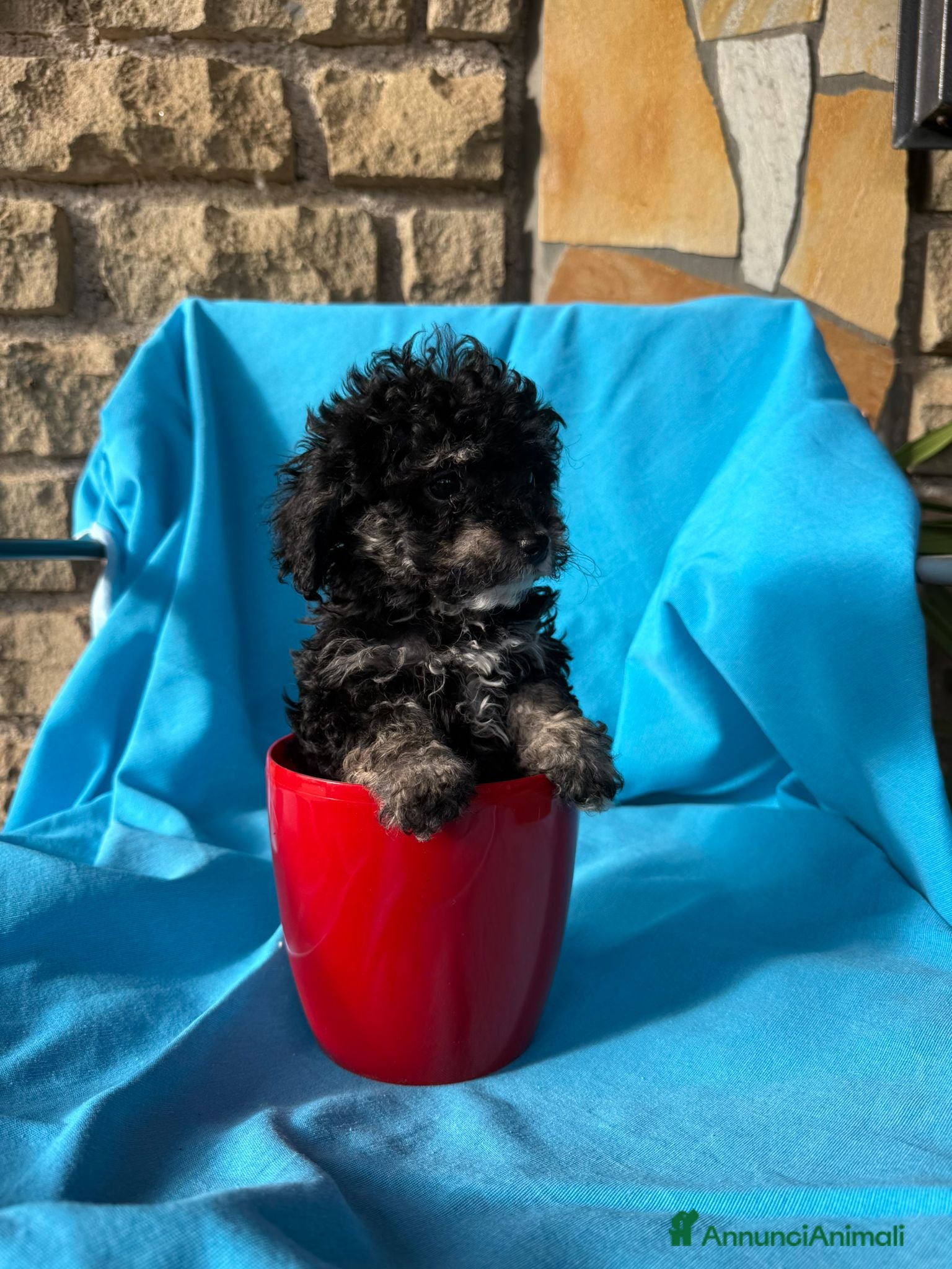 Barboncino Toy cani Barboncini toy  - Annuncio 11