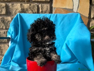 Barboncino Toy cani Barboncini toy - Annuncio 6