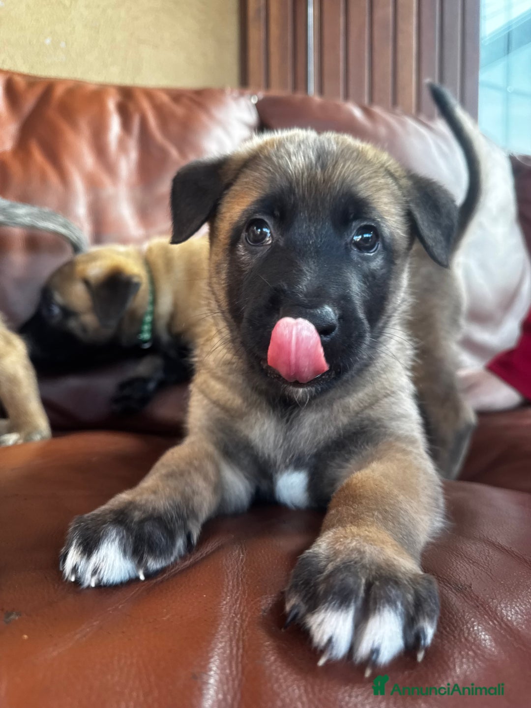 Pastore Belga cani in vendita: Cuccioli pastore belga Malinois  - Annuncio 8