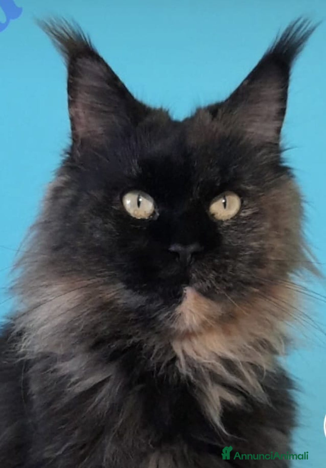 Maine Coon gatti in vendita: maine coon a Provincia di Vicenza - Immagine 6