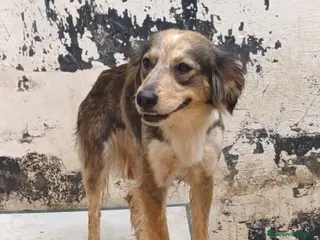 Meticcio cani PERLA affettuosa mix setter - Annuncio 3