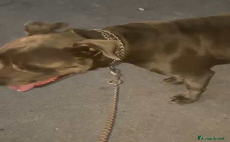 Pitbull cani - Annuncio 3