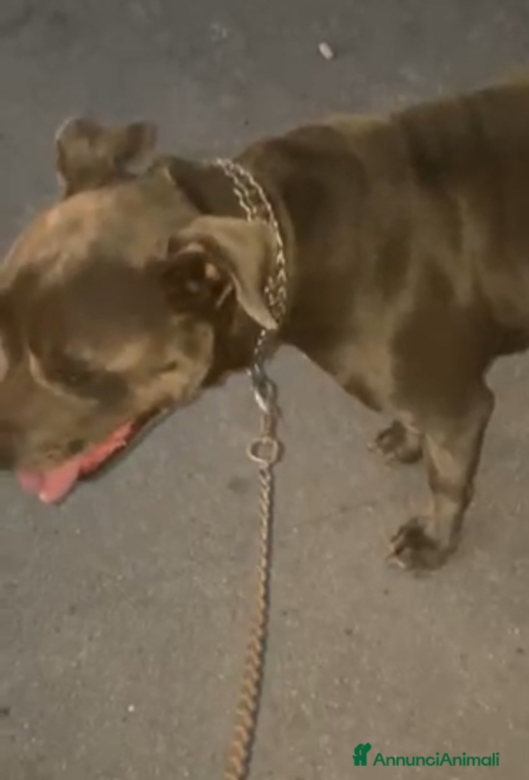 Pitbull cani in regalo: ADOZIONE AISHA 3 ANNI PITBULL SICILIA - Annuncio 1