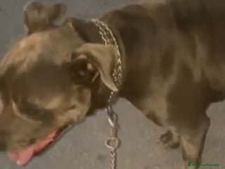 Pitbull cani ADOZIONE AISHA 3 ANNI PITBULL SICILIA - Annuncio 10