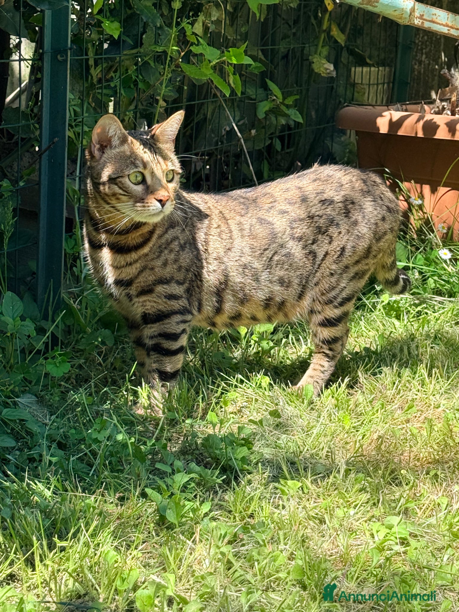 Bengala gatti in vendita: Gatto bengala a Provincia di Pistoia - Annuncio 1
