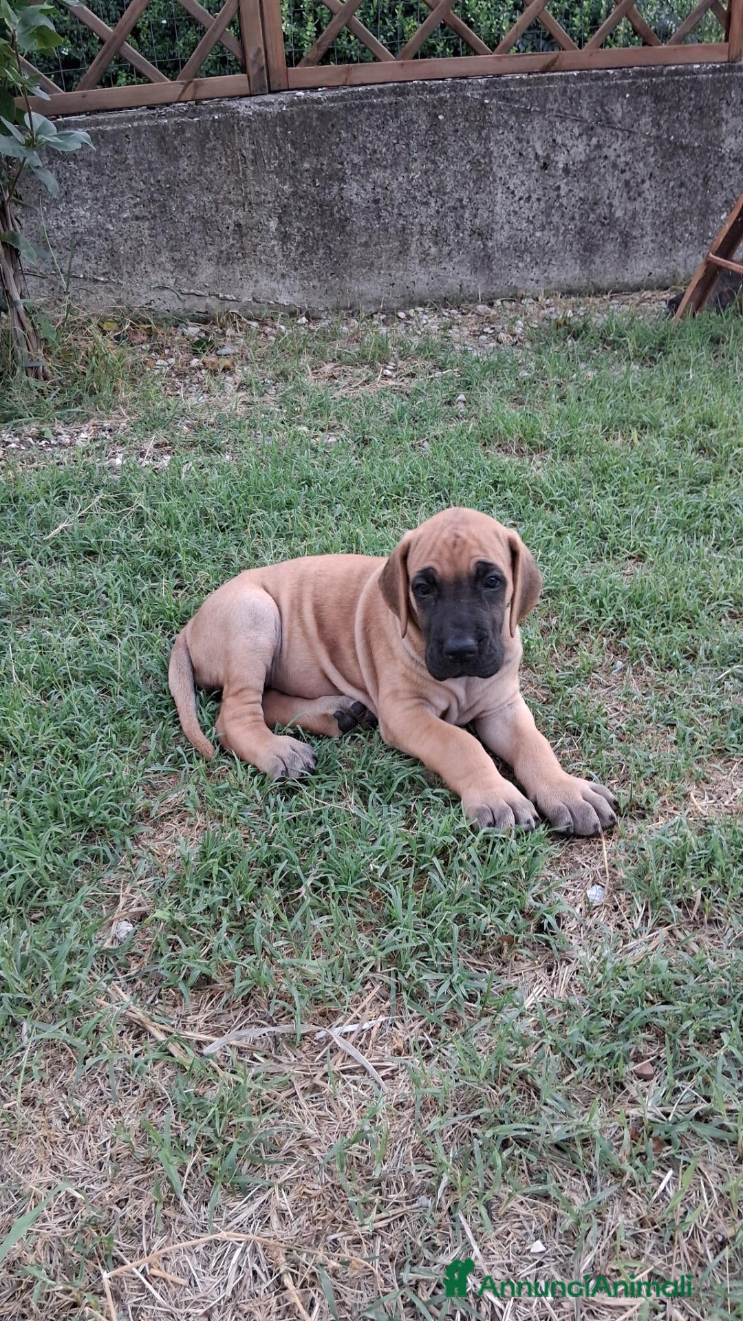 Alano cani CUCCIOLI DI ALANO - Annuncio 28