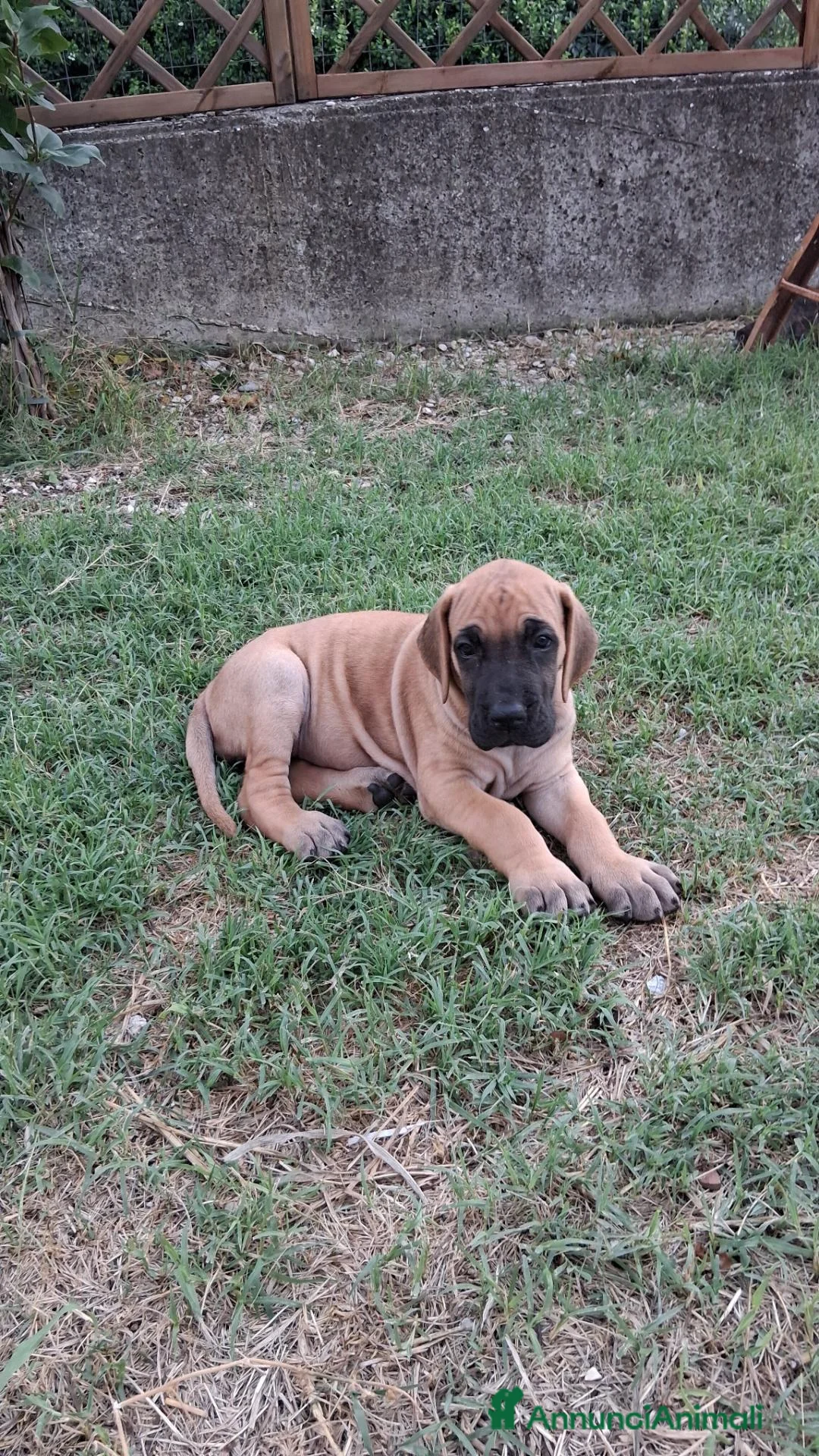 Alano cani in vendita: CUCCIOLI DI ALANO - Annuncio 1