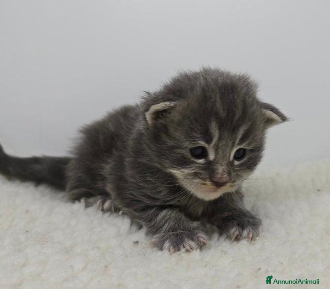 Maine Coon gatti in vendita: Gattini Maine Coon GRANDI Blu/Nero Tortie/Tabby - Annuncio 5