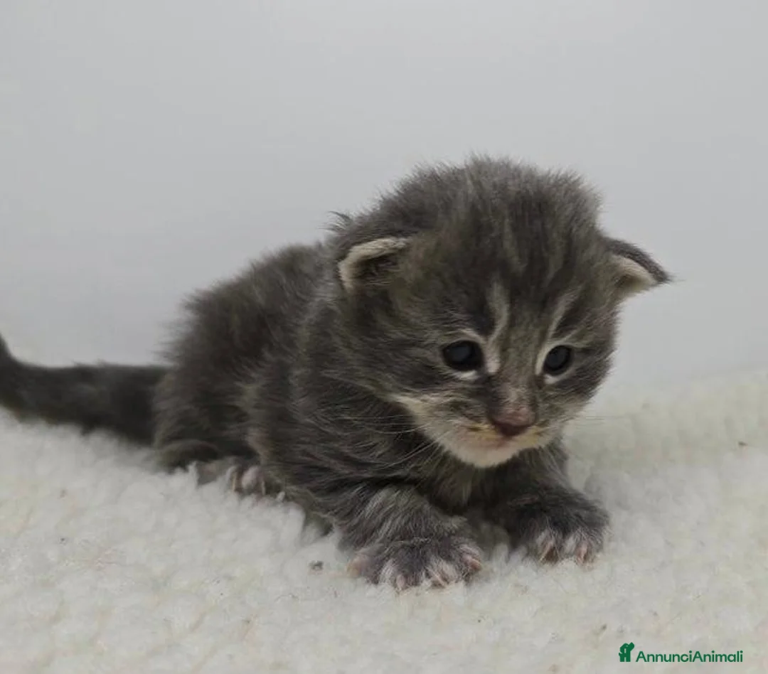 Maine Coon gatti in vendita: Gattini Maine Coon GRANDI Blu/Nero Tortie/Tabby - Annuncio 5