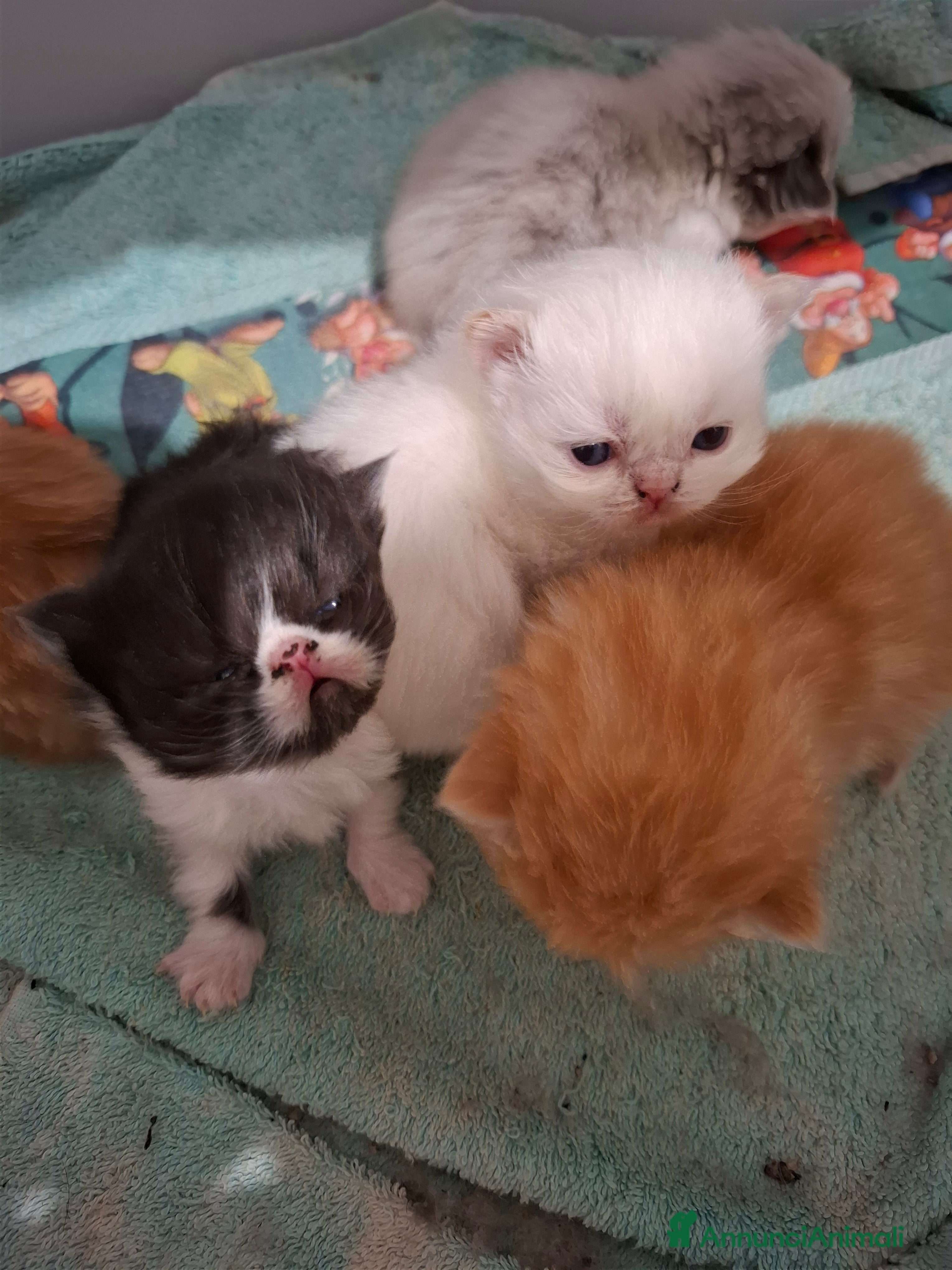 Persiano gatti Cuccioli persiani a Provincia di Imperia - Annuncio 35