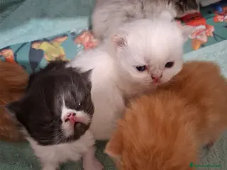 Persiano gatti Cuccioli persiani a Provincia di Imperia - Annuncio 35