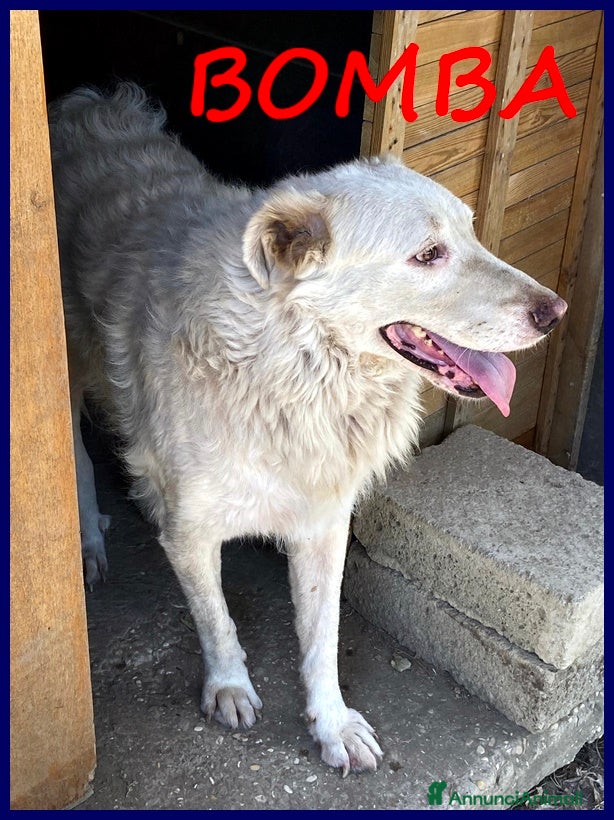 Pastore Maremmano cani BOMBA, DOLCISSIMA GIOVANE MAREMMANA HA BISOGNO DI  a Città metropolitana di Milano - Annuncio 10