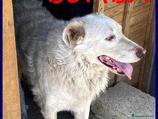 Pastore Maremmano cani BOMBA, DOLCISSIMA GIOVANE MAREMMANA HA BISOGNO DI a Città metropolitana di Milano - Annuncio 25