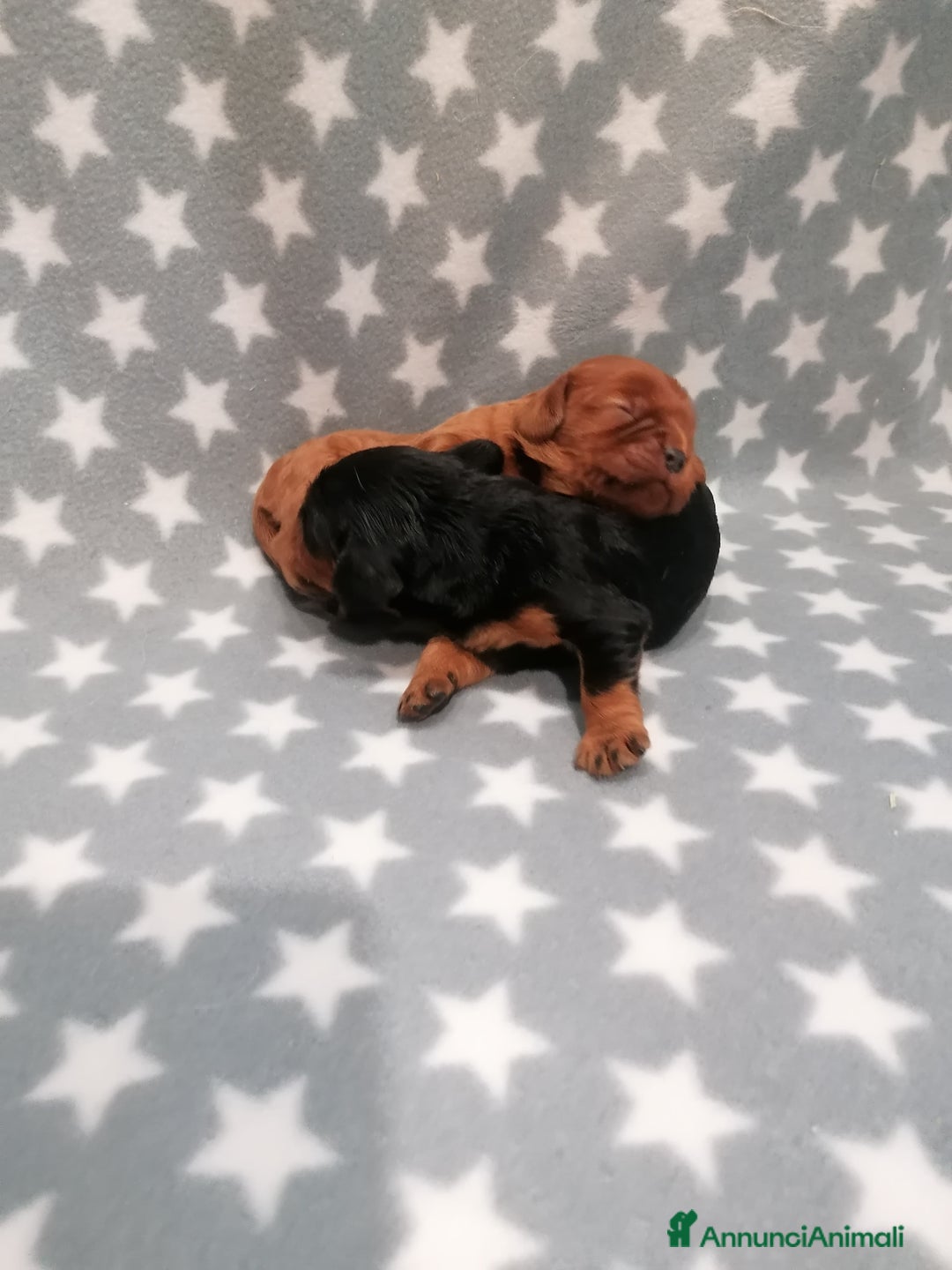 Cavalier King cani in vendita: Cavalier King Charles Spaniel cuccioli - Annuncio 8