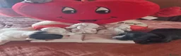 Chihuahua cani in vendita: Cuccioli di chihuahua toy  - Annuncio 13