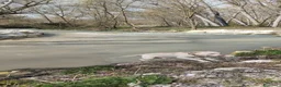 Labrador cani per accoppiamento: Labrador maschio per accoppiamento - Annuncio 21
