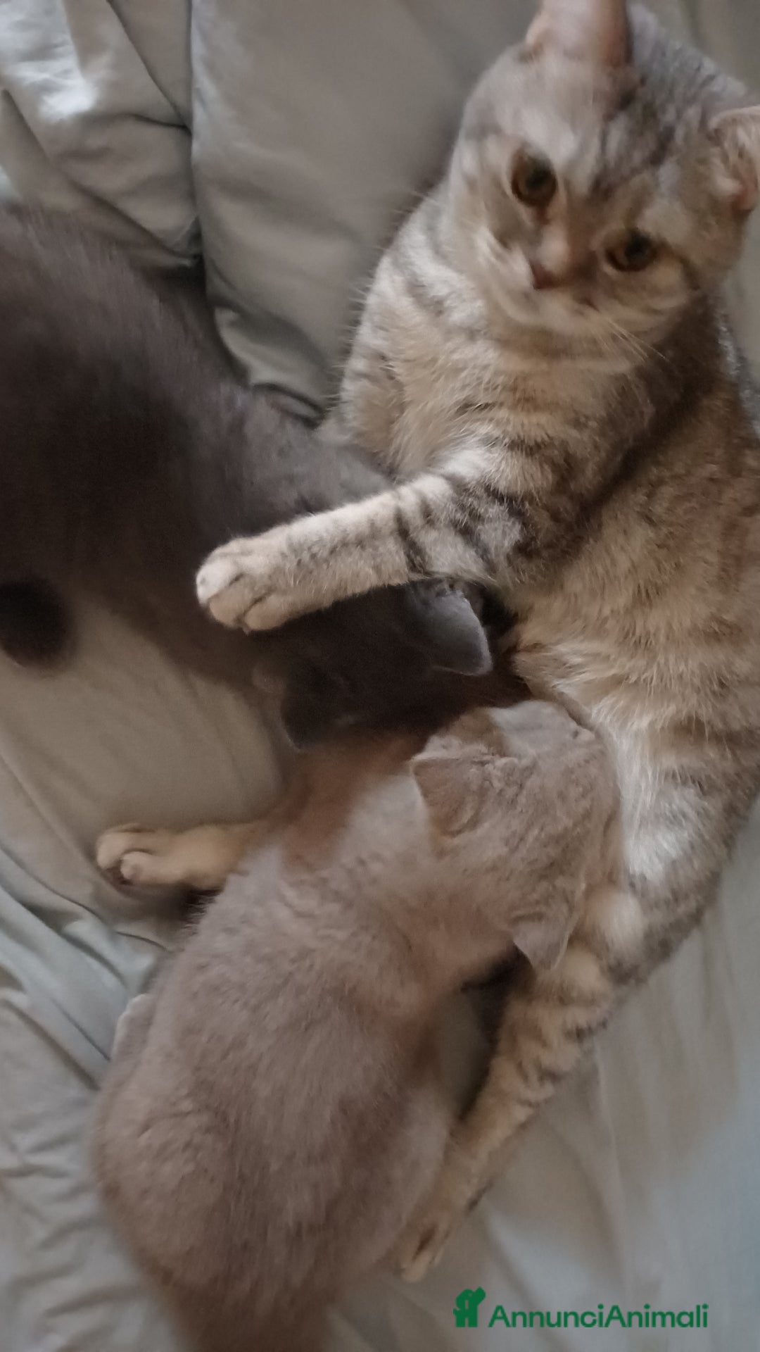 Scottish gatti in vendita: Scottish Stright - Annuncio 5