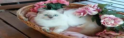 Ragdoll gatti in vendita: Ultimi gattini RAGDOLL con pedigree - Annuncio 4