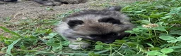 Wolfspitz cani in vendita: Cuccioli Wolfspitz - Annuncio 6