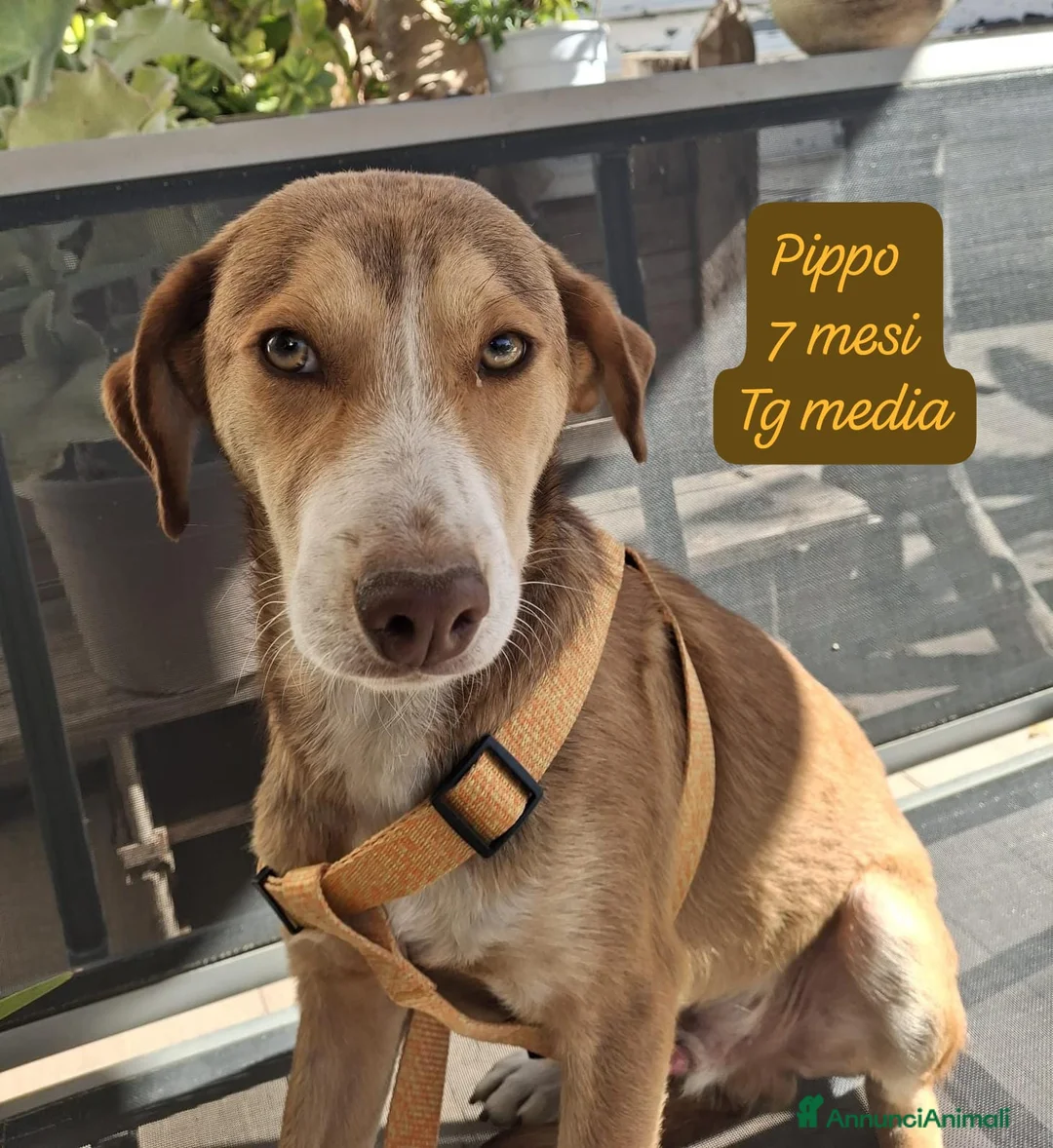 Meticcio cani in regalo: Cuccioli cercano urgentemente famiglia  a Provincia di Monza e della Brianza - Annuncio 12