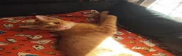 Meticcio gatti in regalo: 3 mesi, abituato in casa, DOLCISSIMO  - Annuncio 7