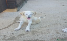 Meticcio cani in regalo:  AKI  - Immagine 19