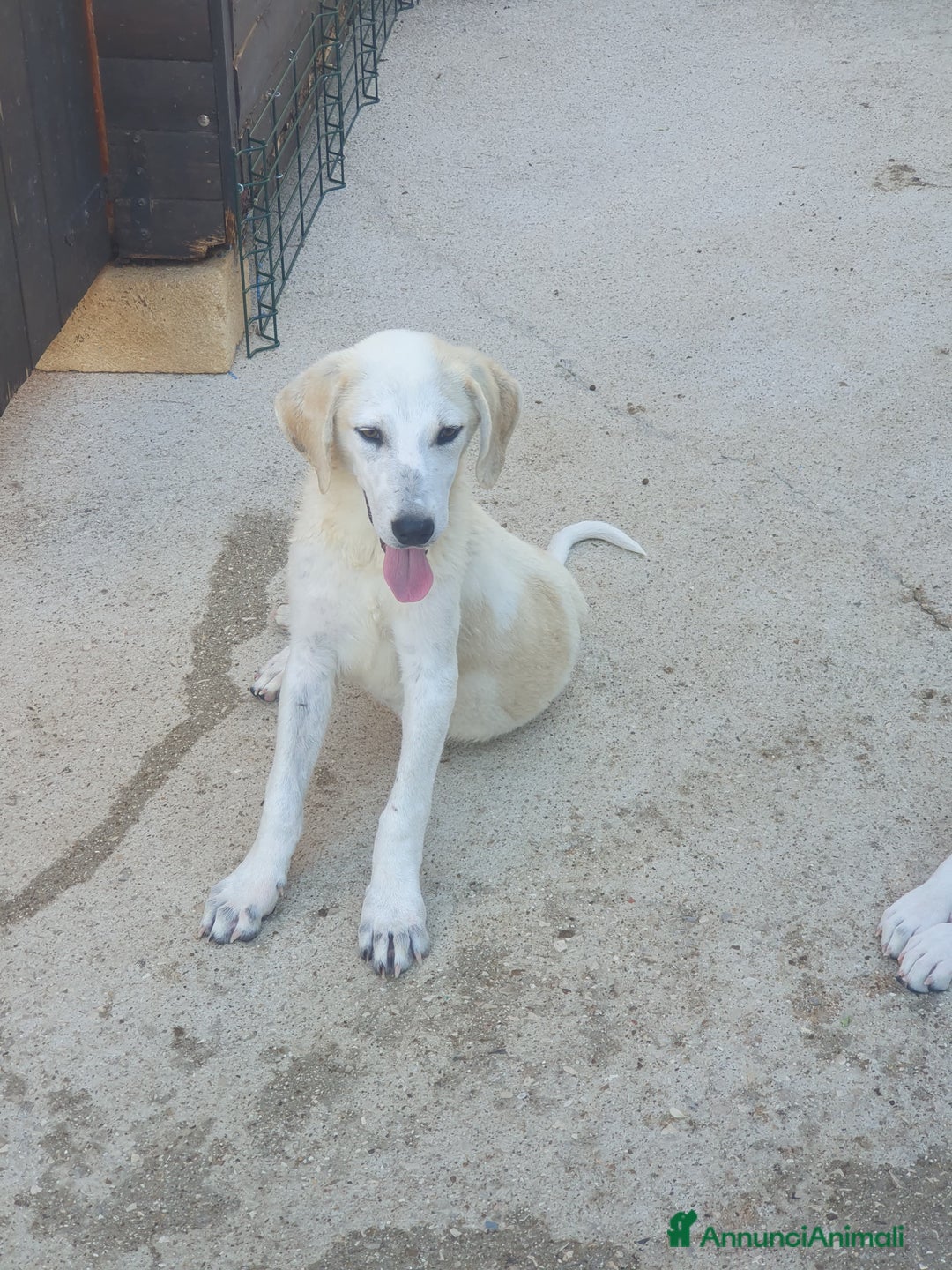 Meticcio cani in regalo:  AKI  - Annuncio 19