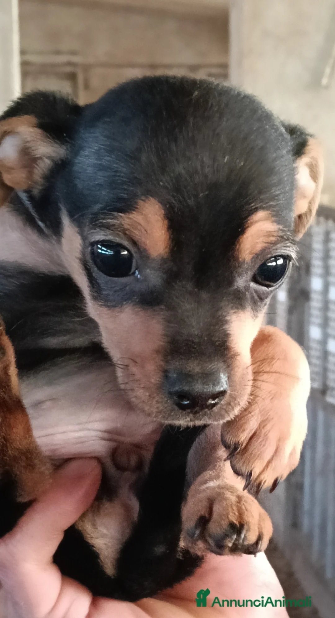 Affenpinscher cani in vendita: disponibile cucciolo Phinscer toy di un kg  - Annuncio 1