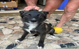 Altre razze cani in regalo: Cuccioli  a Provincia di Brescia - Immagine 3