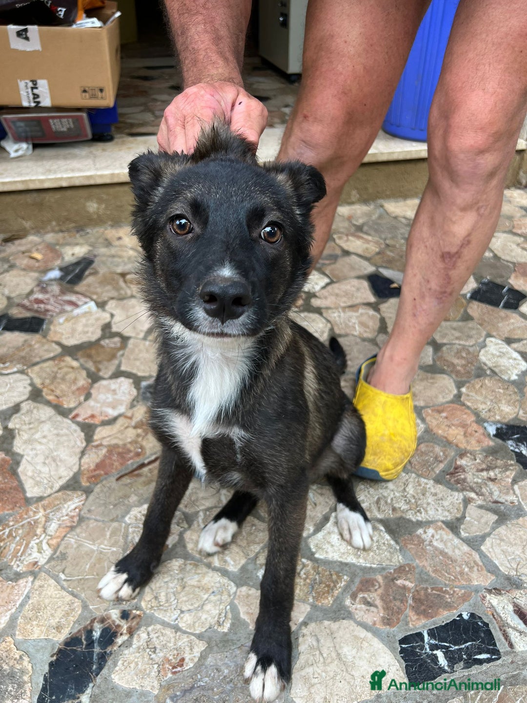Altre razze cani in regalo: Cuccioli  a Provincia di Brescia - Immagine 3