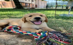Golden Retriever cani in vendita: Cuccioli di golden retriever a Provincia di Vicenza - Immagine 4