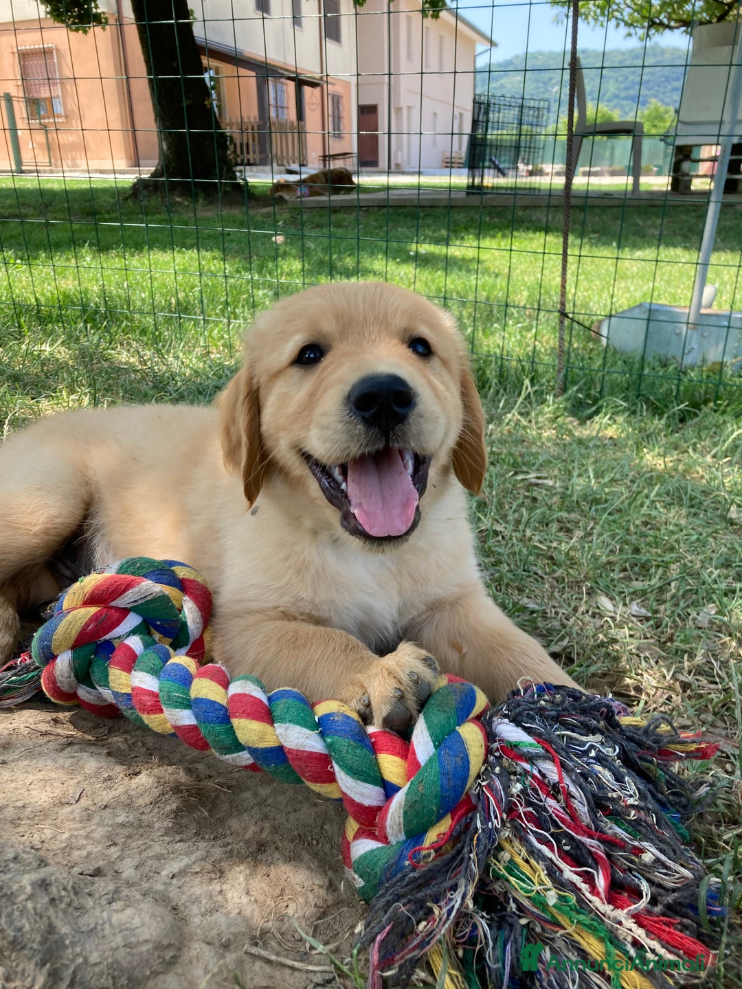Golden Retriever cani in vendita: Cuccioli di golden retriever a Provincia di Vicenza - Immagine 4