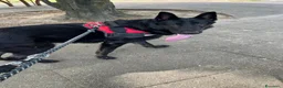 Pastore Tedesco cani in regalo: Sirius splendido pastore tedesco con pedigree  - Annuncio 2