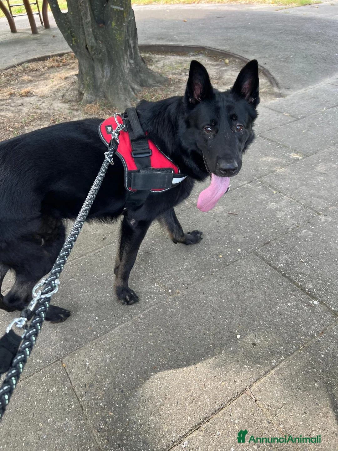Pastore Tedesco cani in regalo: Sirius splendido pastore tedesco con pedigree  - Annuncio 2