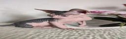Sphynx gatti in vendita: Cuccioli di sphynx disponibile  - Annuncio 5